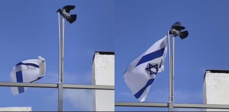 غراب ينزع علم إسرائيل 