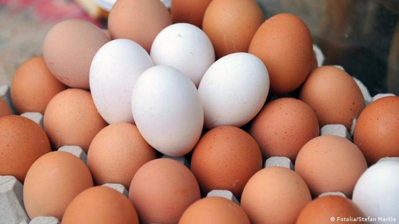 شعبة الدواجن: انخفاض أسعار البيض بشكل كبير في الأسواق
