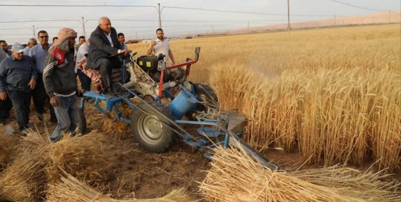 الزراعة: موسم حصاد القمح بمثابة عيدًا للمصريين.. فيديو