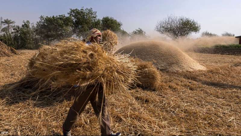 «عمره ما يخلف مواعيده».. 72 ألف طن إجمالي حصاد القمح في بني سويف
