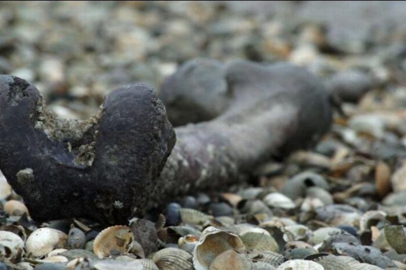 بقايا العظام في جزيرة ديدمان_مصدر الصورة_ديلي ستار