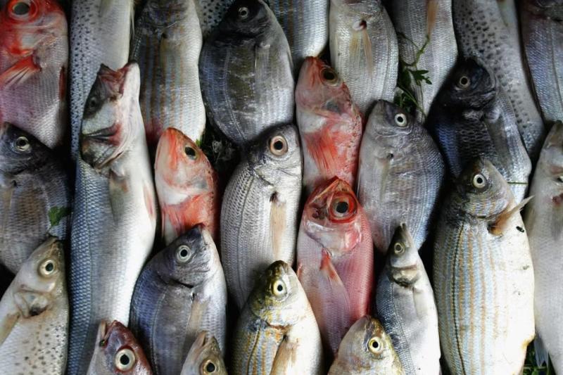 أسعار الأسماك اليوم الجمعة 12-5-2023 في الأسواق