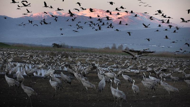 استعدادات وزارة البيئة للاحتفال باليوم العالمي لهجرة الطيور