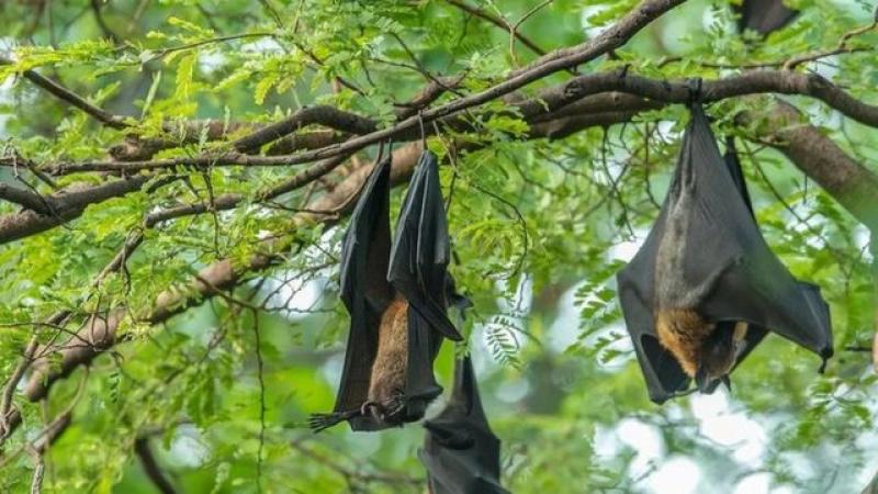 «الوطواط هو الحل».. دراسة تكشف عن دور الخفافيش في معالجة فيروس كورونا والقلب والتهاب المفاصل