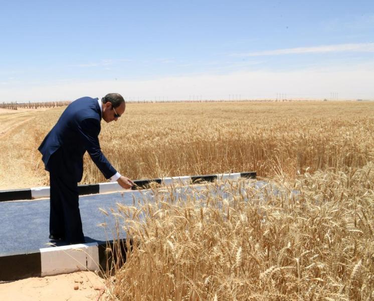 أستاذ اقتصاد زراعي: 70% نسبة تغطية تقاوي القمح في مصر