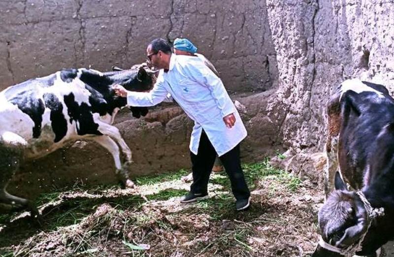 فحص 4248 رأس ماشية للوقاية من أمراض «السل البقري»