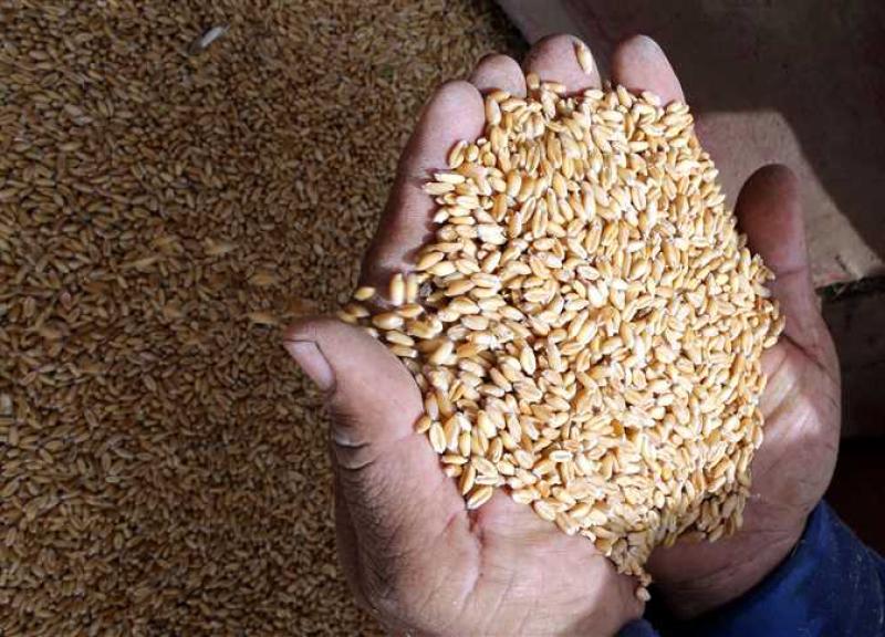 «الجفاف يُهدد محصول القمح» .. تراجع المحصول بنسبة 17 % في شمال افريقيا