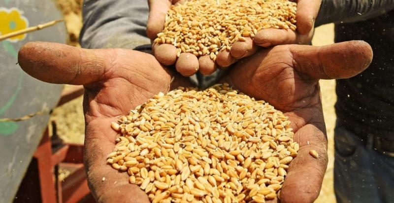 تفاصيل حظر استخدام القمح المحلي بمصانع الأعلاف والمزارع السمكية