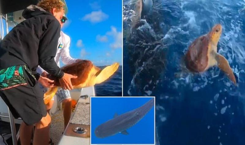 صيادون ينقذون سلحفاة بحرية من على ظهر سمكة قرش مفترسة.. (فيديو)