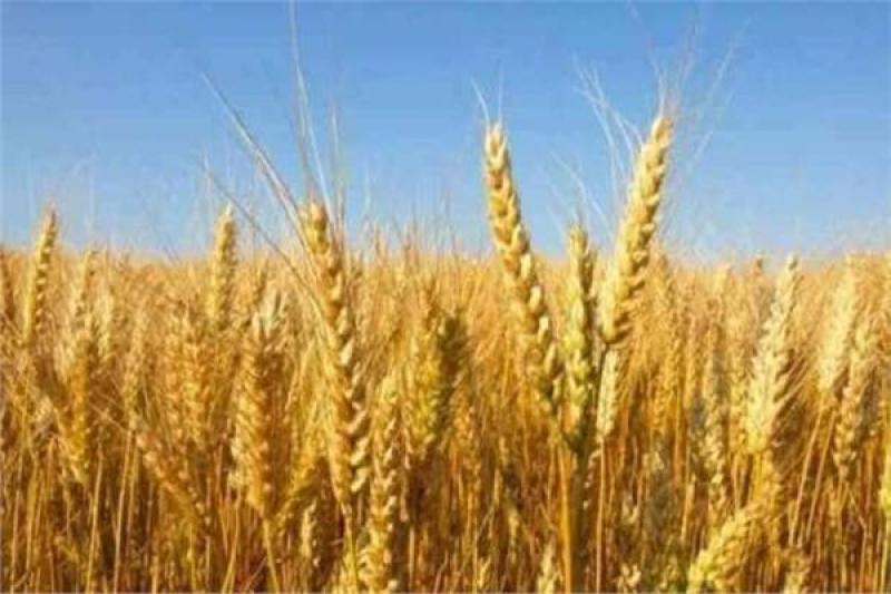 أستاذ زراعة: 65% نسبة الاكتفاء الذاتي من القمح في مصر