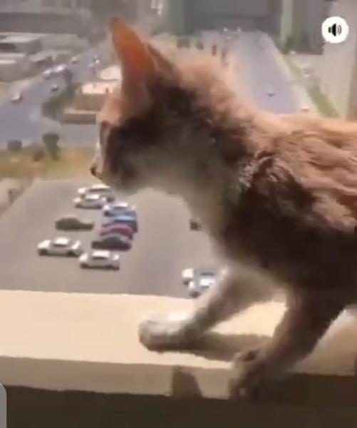 «قلوب كالحجارة».. فيديو لشاب يلقي قطة من «البلكونة» يثير الغضب في العراق