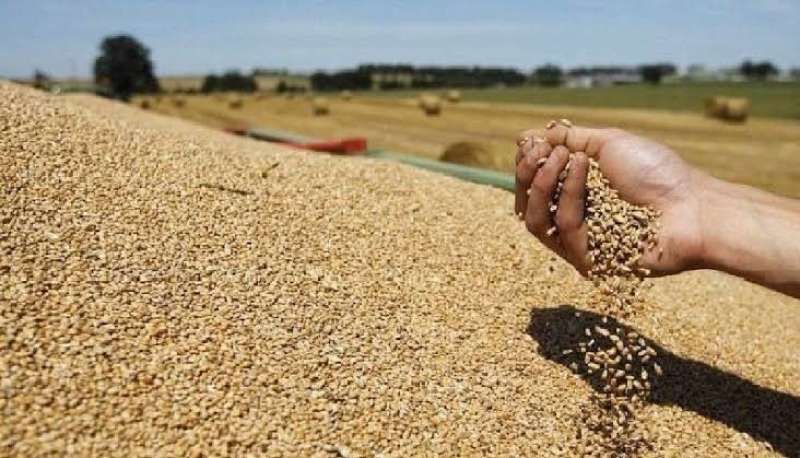 عاجل| حقيقة تعثر مصر في سداد مدفوعات وارداتها من القمح المستورد