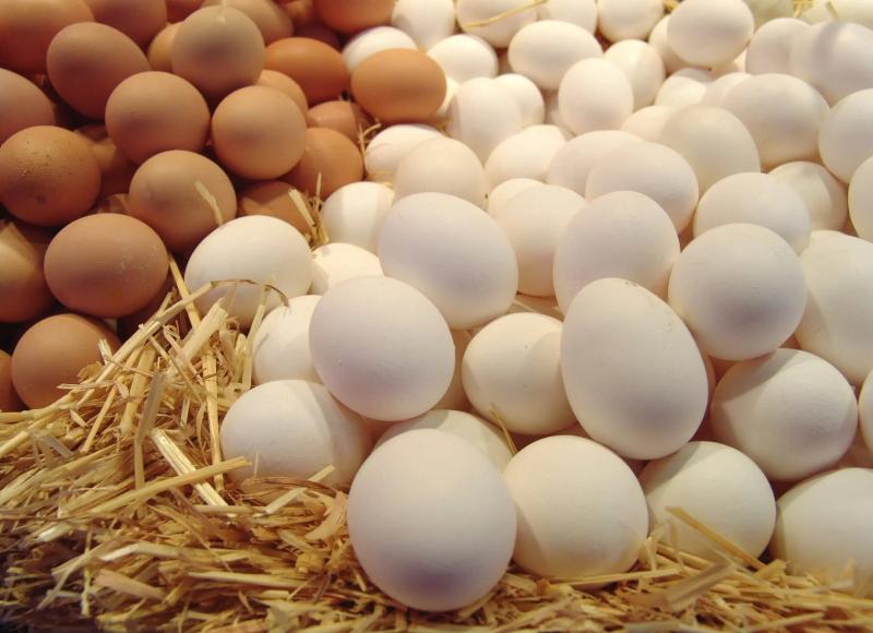 ارتفاع جديد في أسعار البيض اليوم بالأسواق