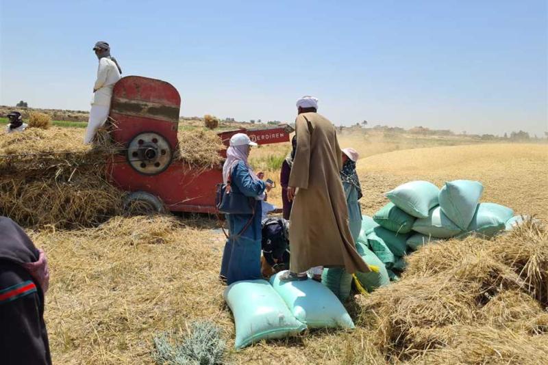 «الزراعة»: الانتهاء من موسم حصاد القمح بالإسكندرية.. فيديو