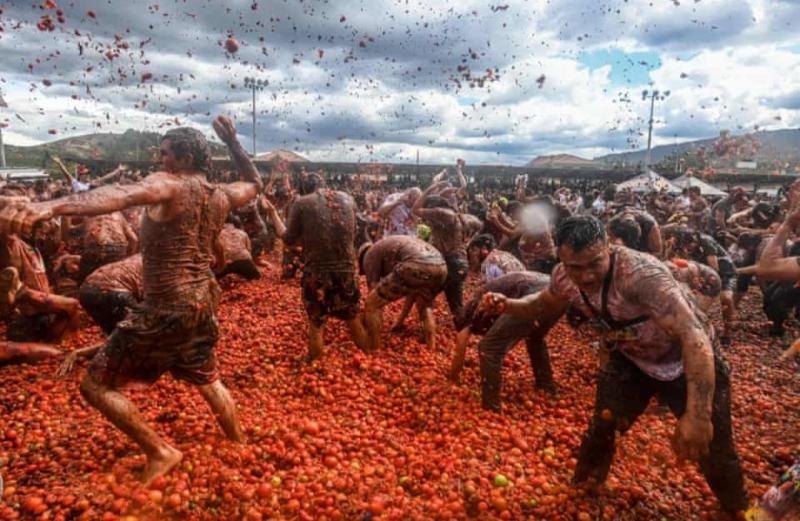 في موسم حصادها.. الآلاف يشاركون بمهرجان التراشق بالطماطم