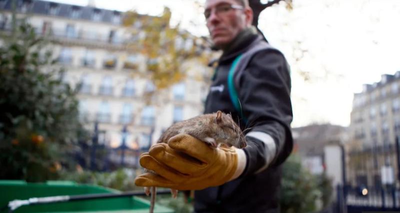 انتشار الفئران في باريس_مصدر الصورة_تليجراف