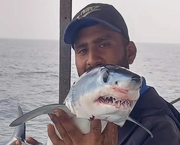 تعليق ناري من السياحة والمصايف على ظهور أسماك القرش بالإسكندرية