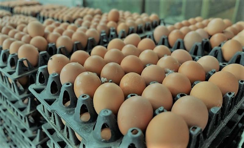 اتحاد منتجي الدواجن يعلن ارتفاع أسعار البيض بالأسواق اليوم السبت