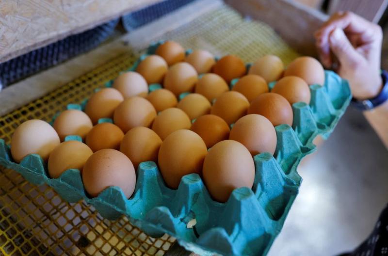 اتحاد منتجي الدواجن يعلن تراجع أسعار البيض اليوم