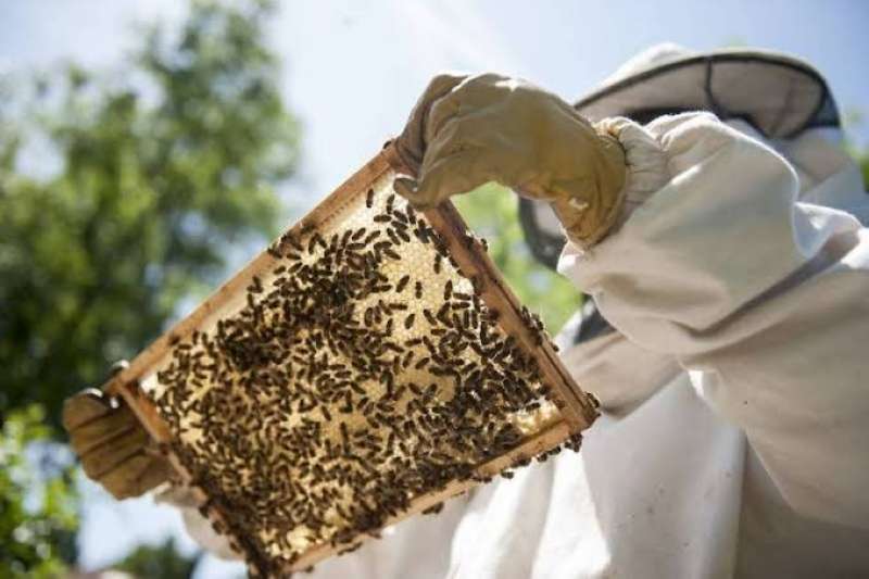 طوائف النحل- صورة أرشيفية 
