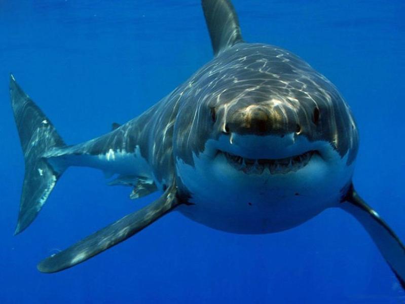 أسماك القرش تتعاطى المخدرات 