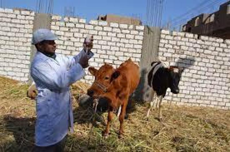 تحصين الماشية ضد مرض الحمى القلاعية