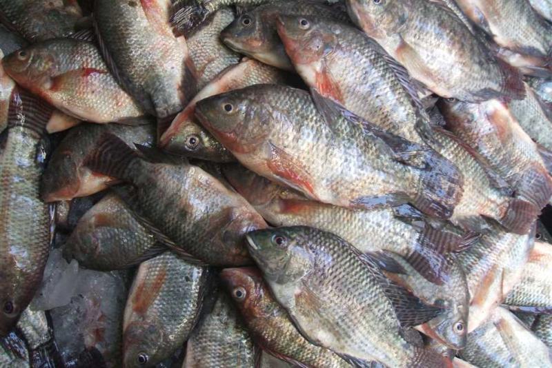 إنتاج الأسماك في مصر 
