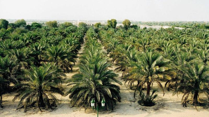 زراعة النخيل في الوادي الجديد