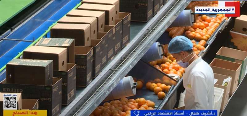 أستاذ اقتصاد زراعي يكشف أسباب زيادة الصادرات الزراعية المصرية