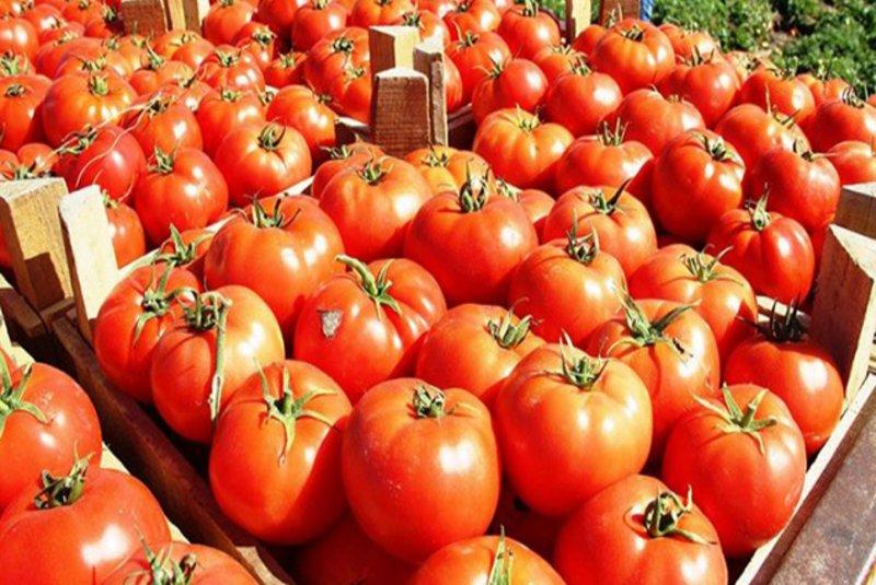 ارتفاع أسعا الطماطم 