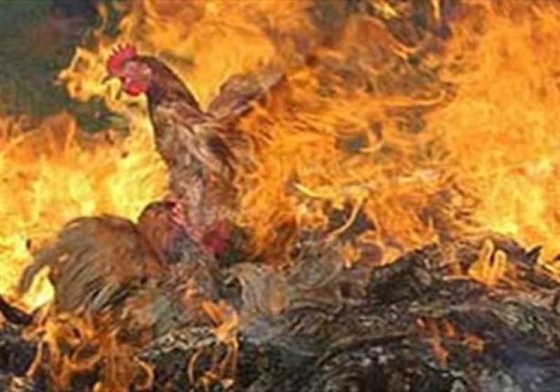 الحماية المدنية تسيطر على حريق مزرعة دواجن بالدقهلية