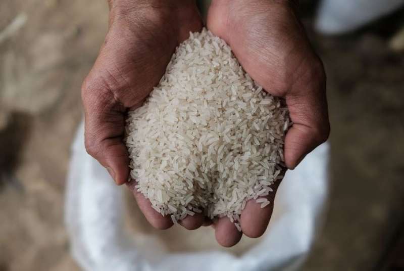 قرار عاجل من التموين بشأن تداول الأرز الحر بالأسواق