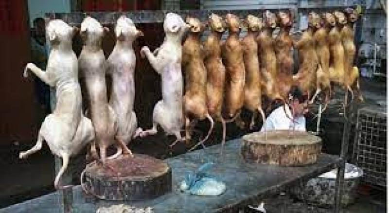 كوريا الشمالية تحُث سكانها على تناول لحم الكلاب