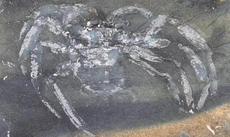 عمره 310 ملايين سنة.. اكتشاف  عنكبوت متحجر عثر عليه داخل محجر