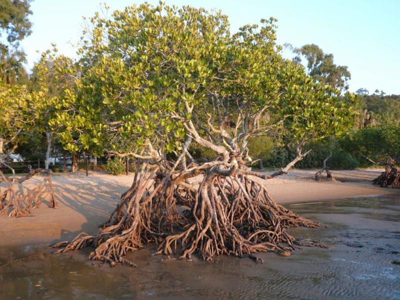 «محطات تحلية وجاذبة للسياحة البيئية».. مفاجأة بشأن أشجار المانجروف في البحر الأحمر