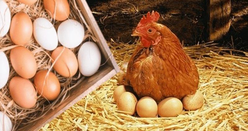 أسعار البيض في الأسواق اليوم الخميس 17-8-2023