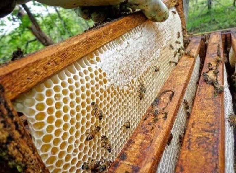 اشتراطات تربية النحل في مصر 