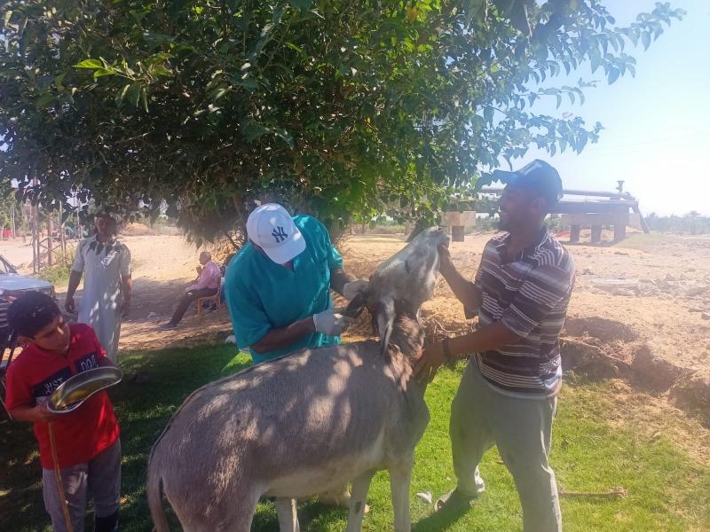 «الزراعة» تطلق قافلة بيطرية مجانية لدعم صغار المربين بالبحيرة