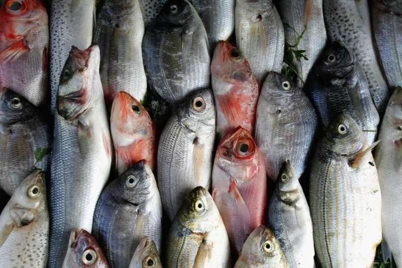 أسعار الأسماك 