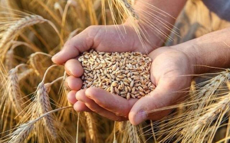 1400 جنيه تراجعًا في أسعار القمح منذ بداية أغسطس 2023
