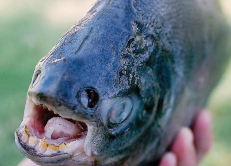 العثور على أسنان إنسان في بطن سمكة.. ما القصة؟