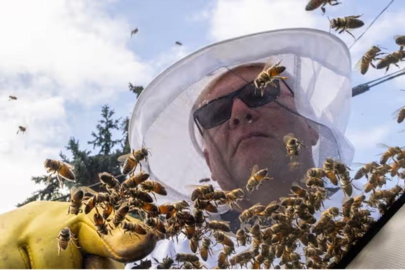 هروب جماعي ل 5 ملايين نحلة إلى الشوارع.. ما القصة؟