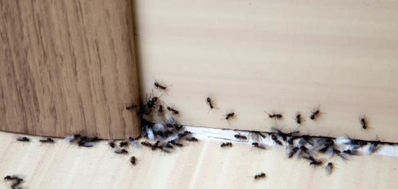 «أبرزهم الخل الأبيض».. وصفات طبيعية تخلصك من مشكلات النمل