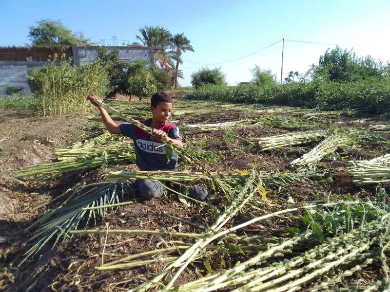 «دهب الفلاح».. حصاد محصول السمسم للمزارعين في المنيا