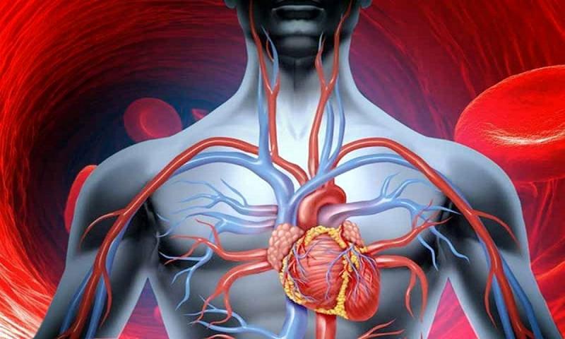 5 نصائح فعالة في تحسين الدورة الدموية بالجسم