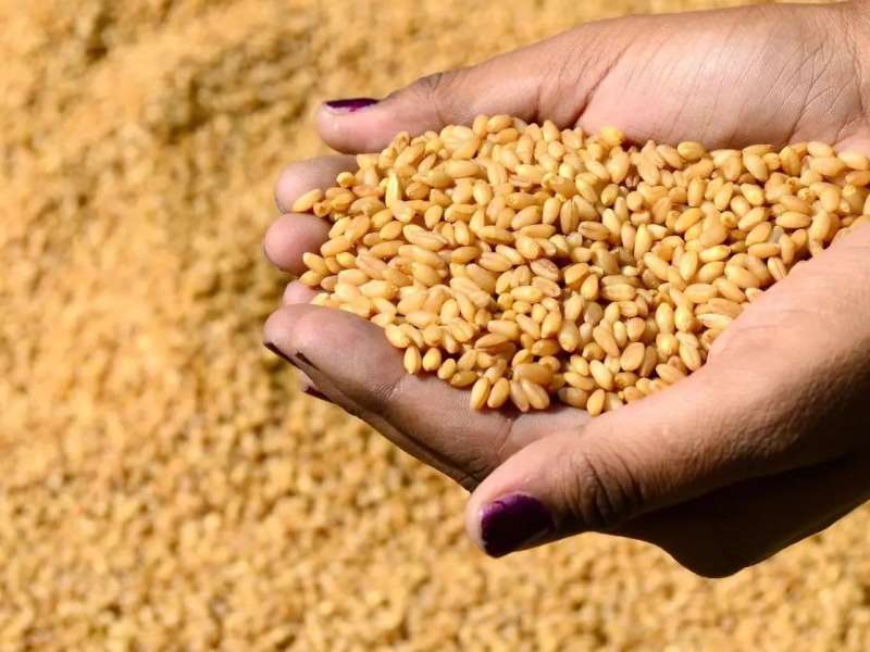 مشتريات مصر من القمح 