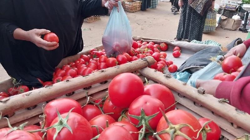 «مجنونة يا قوطة» .. أسباب ارتفاع أسعار الطماطم في مصر وموعد انخفاضها