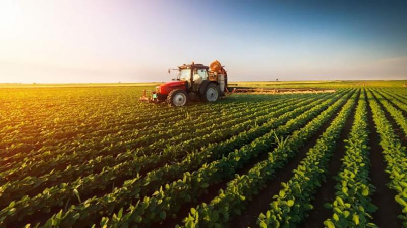 مدير بحوث الاقتصاد الزراعي: المساحة المنزرعة وصلت إلى 9.8 مليون فدان حالياً