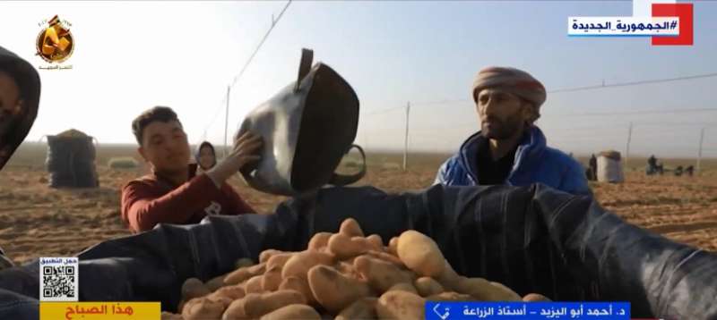 مليون طن.. أستاذ زراعة: مصر حققت رقما قياسيا في صادرات البطاطس خلال 2023