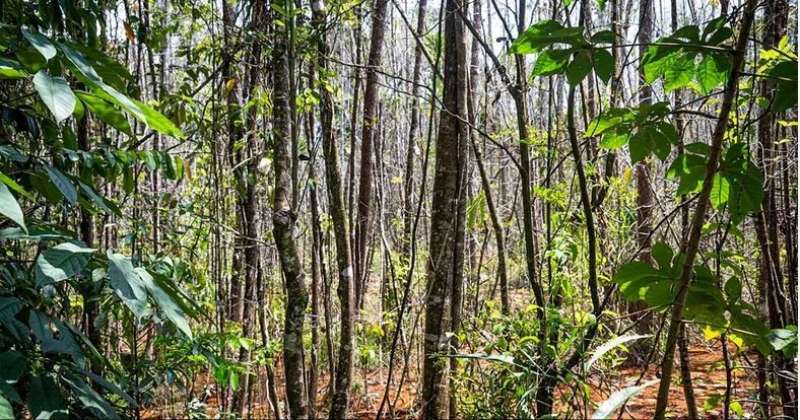 عادت من الانقراض.. العثور على شجرة في البرازيل بعد 185 عامًا من اختفائها